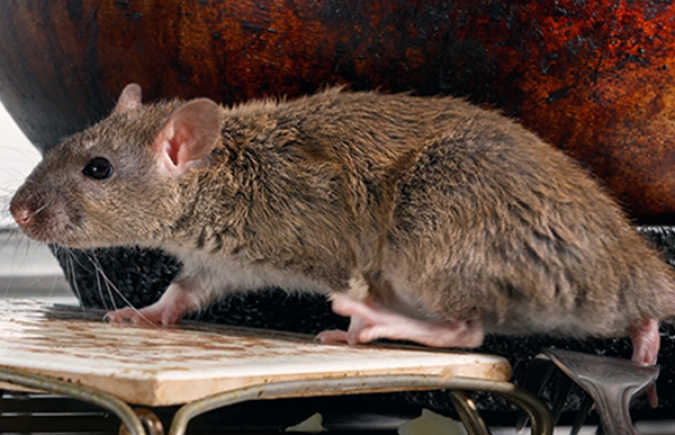 Rats & Mice